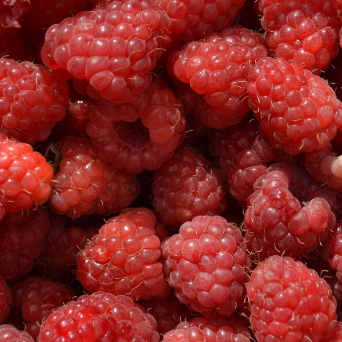Fresh raspberries gathered closely together, representing nourishment, vitality, and whole-food living